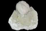 Blastoid (Pentremites) Fossil - Illinois #102262-1